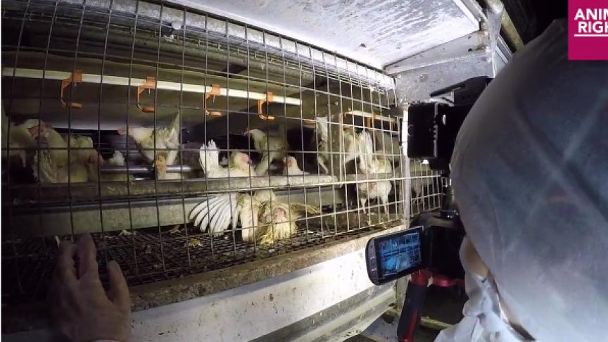 scharrelkippenanimalrights