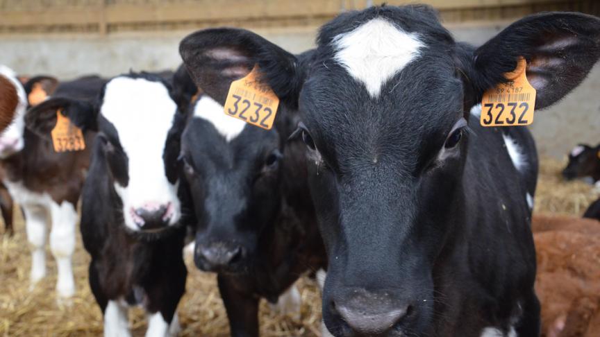 Het initiatief moet melkveehouders een betere prijs opleveren.