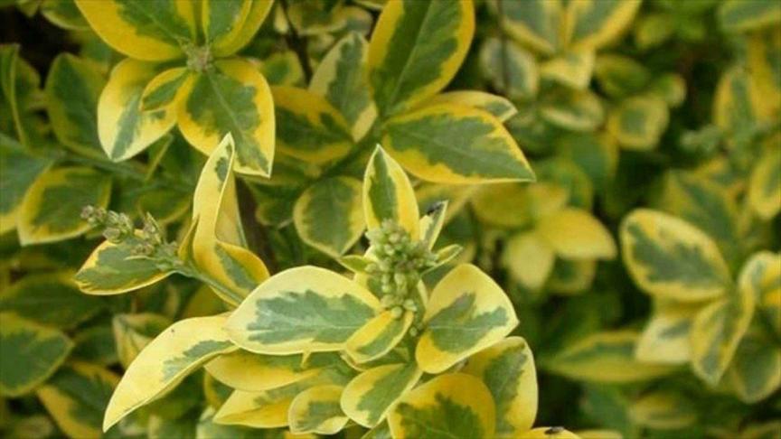 Ligustrum  ovalifolium  “Aureum”