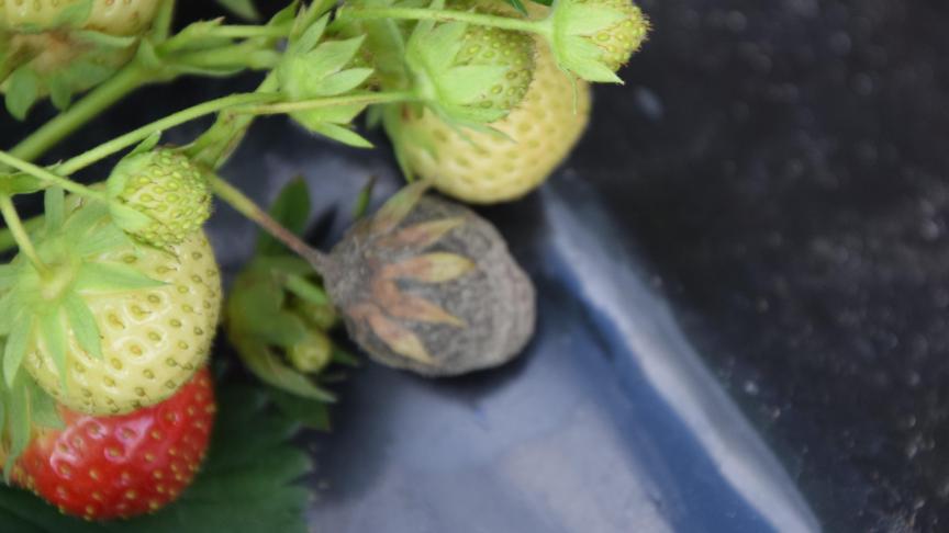 In aardbei (ras Elsanta) deed Bayer onderzoek naar een optimaal spuitschema tegen Botrytis.