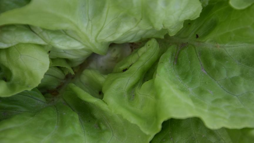 In de slateelt heeft de teler last van drie types luizen, waaronder groene slaluis.