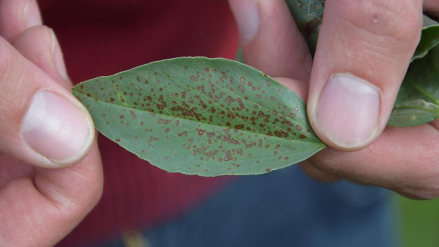 Chocoladevlekkenziekte is de belangrijkste ziekte in veldbonen.