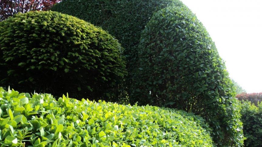 Buxus, Taxus en Ligustrum zijn goede haagplanten en kunnen  in elke denkbare vorm worden geschoren.