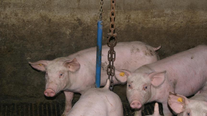 Alle sectorale partners en de federale overheid zijn het eens dat het gebruik van antibiotica in de dierlijke sector moet dalen.