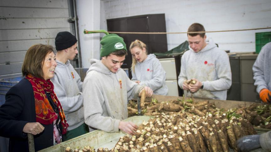 De leerlingen van de Wijnpers selecteren witloofwortels voor de witloofbox.
