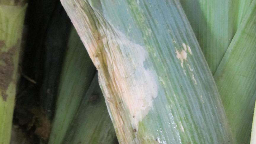 Een rotte bladvlek (onder een papiervlek) doorlopend naar de schacht.