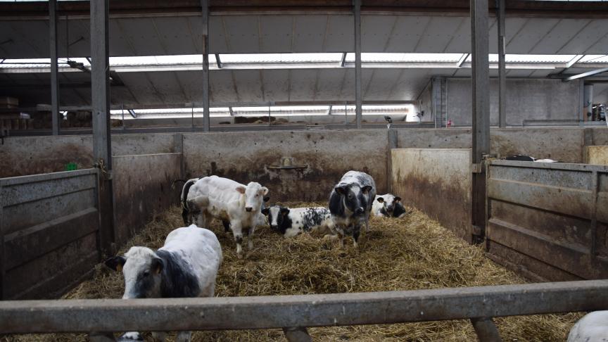 Voeder en strooisel zouden elementen kunnen zijn die het sturen op ammoniakemissie (voor een deel) mogelijk maken.