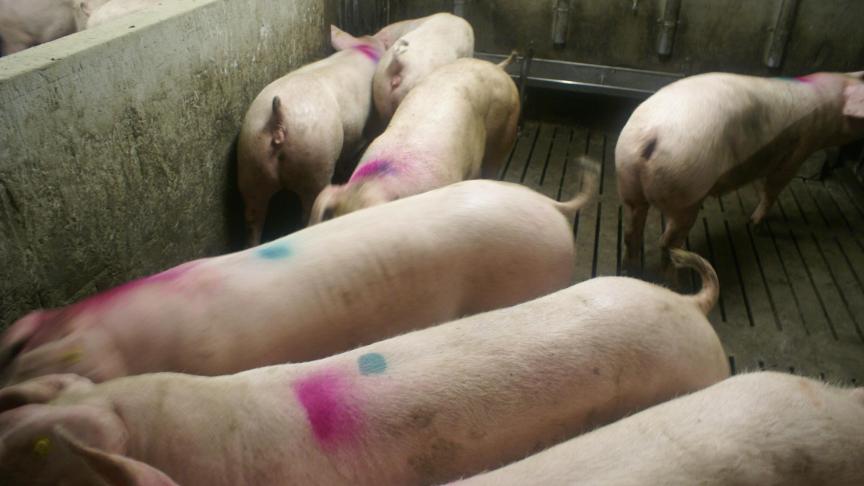 Het ‘toppen’ van de zwaarste vleesvarkens blijkt van weinig invloed op de technische prestaties van de achterblijvers.