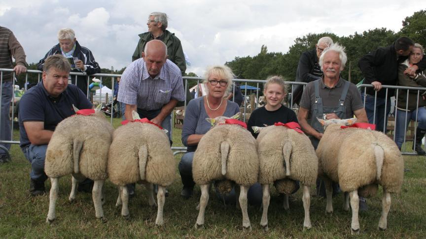 1133-0566/0546, 1055-0711/0640 en 1317-0342, vijf beste ramlammeren Texel. Eig.: Thijs A., Lier, Sprangers J., Meer en Corsmit H., Oelegem.