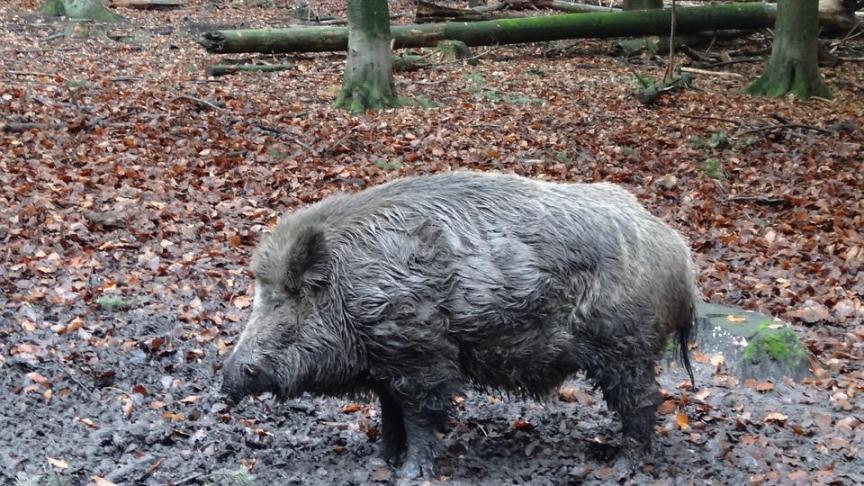 wild-boar-318964_960_720