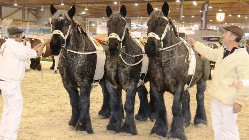 Kampioenenlot van drie merries van Gebroeders De Graeve uit Erpe-Mere.