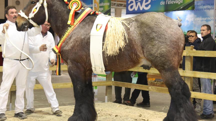 Max van Schermershoek van Vlaams Brabant, kampioenhengst 2018. Eig.: Dirk Peeters uit Asse-Mollem.