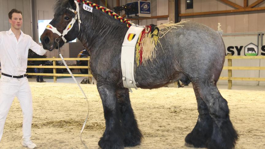 Zakki van ‘t Sparrenhof, reserve-kampioenhengsteig. Eig.: Catty Baeyens uit Lessines.
