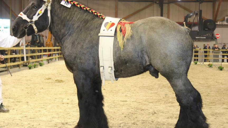 Darco van het Hof Ter Vaalt,
eerste prijs bij de hengsten geboren in 2013. Eig.: Eric Verwilst – Deinze.