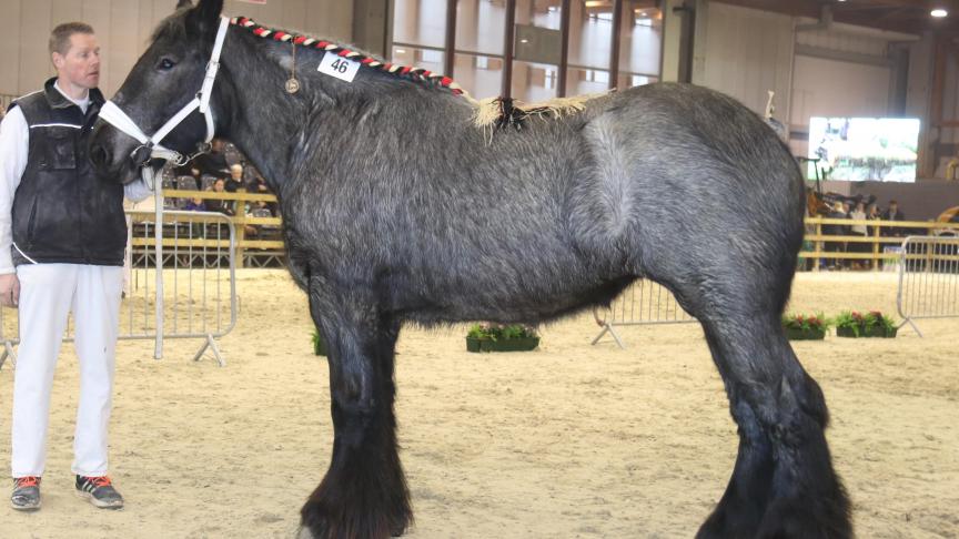 Dina van ‘t Roetaart,
eerste prijs bij de merries geboren in 2015 grote maat. Eig. Louis Fierens – Emblem.