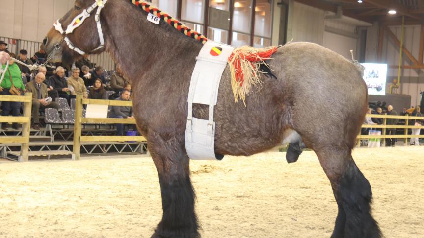 Hepper Dillan, eerste prijs bij de hengsten geboren in 2007. Eig. Wim Ceuleers – Nederokkerzeel.