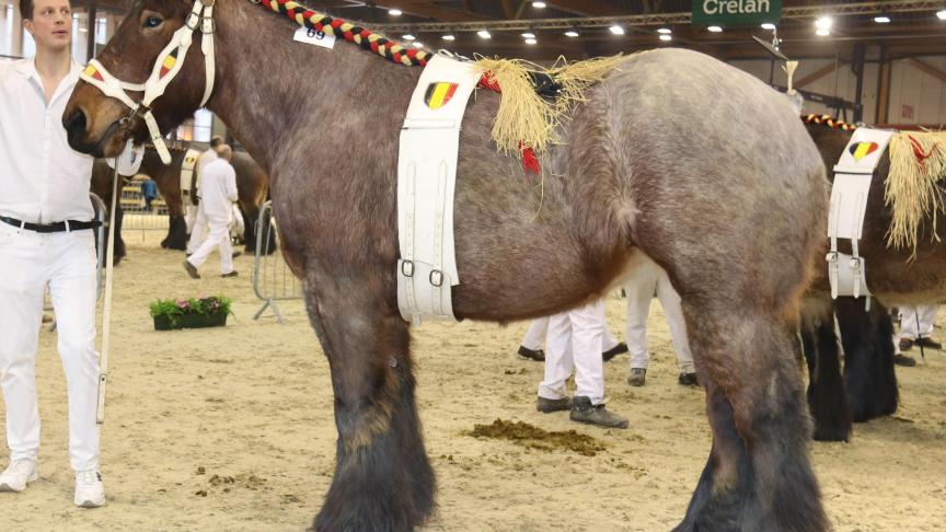 Jana van ‘t Bos van Vlaams Brabant,
eerste prijs bij de merries geboren in 2013. Eig.: Pierre Yves Hussin – Wauthier Braine.