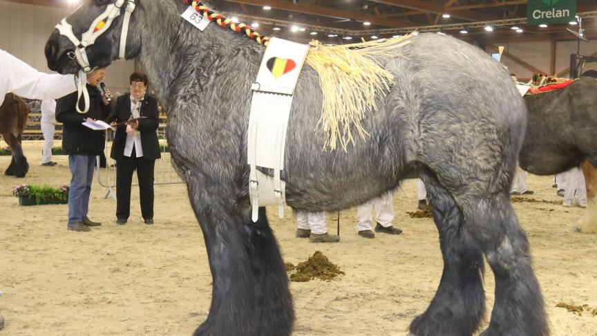 Lisane van ‘t Ijzerhof,
eerste prijs bij de merries geboren in 2014 kleine maat. Eig.: Steven Watte – Ninove.