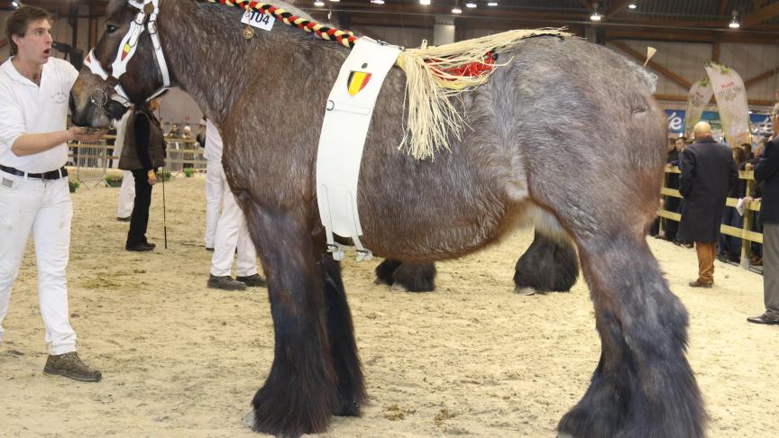 Tessa van malderen,
eerste prijs bij de merries geboren in 2008. Eig.: dirk Sterck – Ninove ( Voorde).