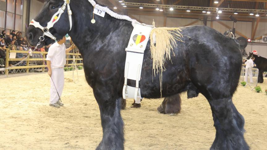 Thynes van ‘t Hengelhof,
eerste prijs bij de hengsten geboren in 2011. Eig. Peter Janssen – Zuitendaal.