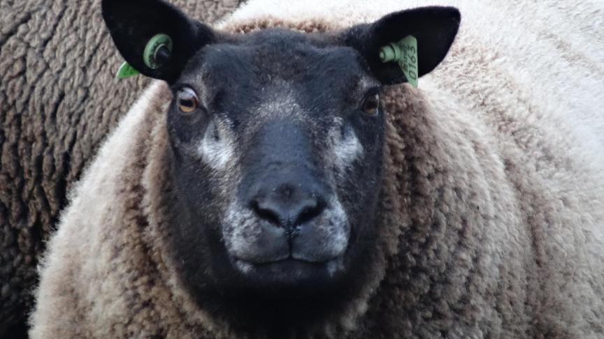 Dassenkoppen-texelaar op het bedrijf Schillewaert