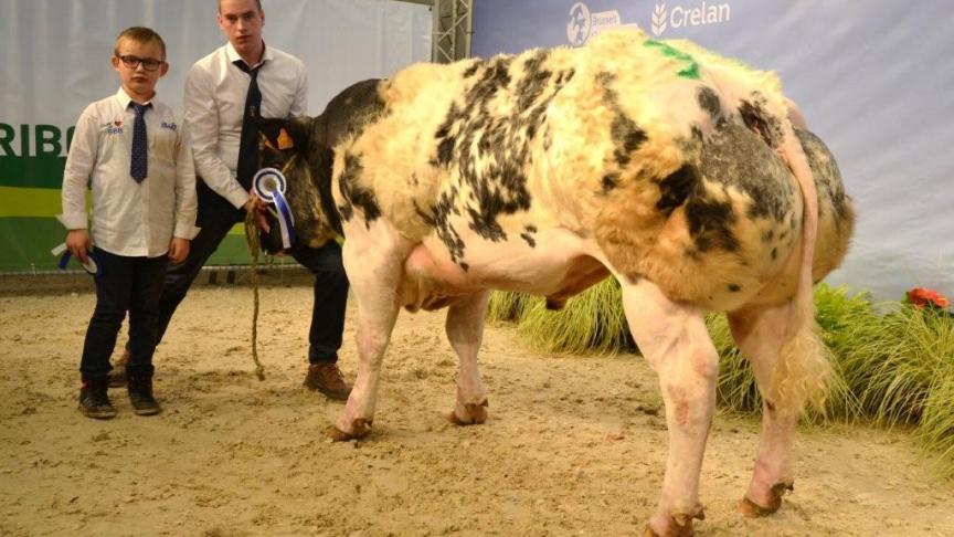 Magnum de la Ferme des Crois (Zougar x  Imperial), eerste prijs stieren geboren tussen 31 maart 2016 en 6 sept 2016. Eig. Vanderbecq G., Thieu