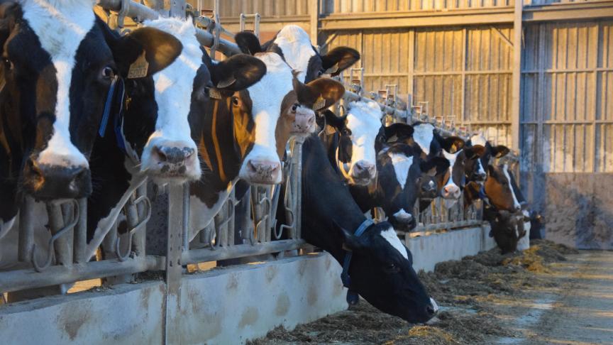 Melkveehouders zagen hun inkomen toenemen.