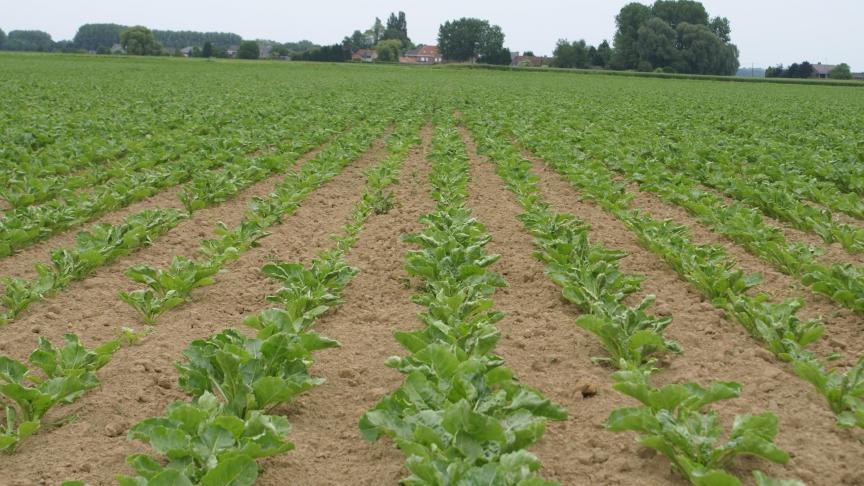 De suikerprijs stond de laatste tijd onder druk.