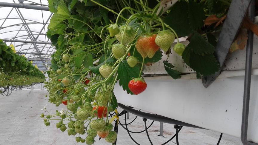 Aardbeien zijn voor de veiling in Roeselare een belangrijk product.