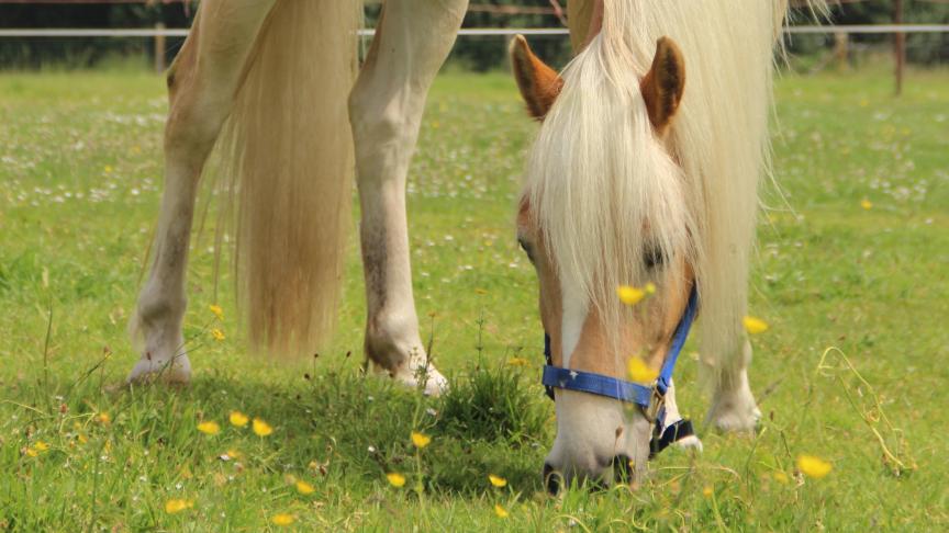 Het wordt een druk jaar voor de Haflingervereniging.