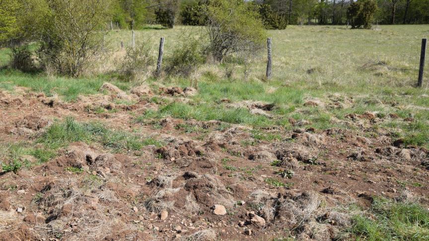 Wild kan grote schade toebrengen aan landbouwpercelen.