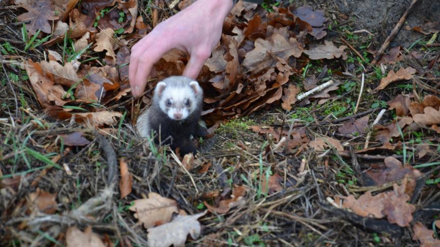De fret wordt gebruikt om de konijnen uit hun holen te doen komen.  In de strijd tegen schadelijke dieren biedt hij eveneens het voordeel dat hij in de holen een geurspoor achterlaat, zodat de konijnen niet snel de  neiging hebben om terug te keren.