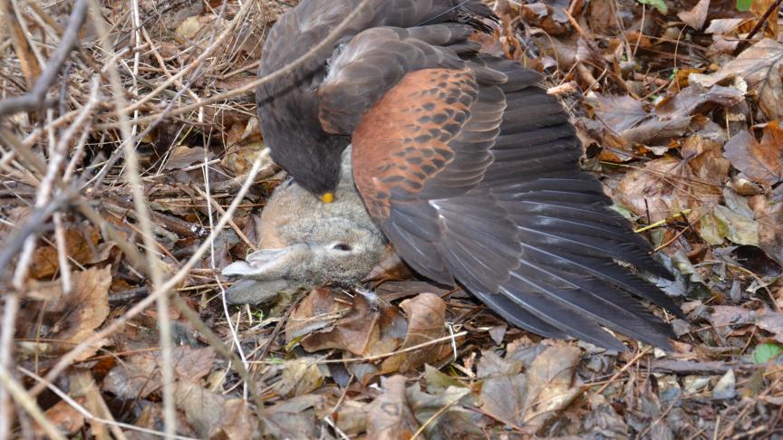 Vermits zij meer toegang hebben tot terreinen met konijnen, zijn de vogels van Sébastien en François meer getraind op dat type van wild.