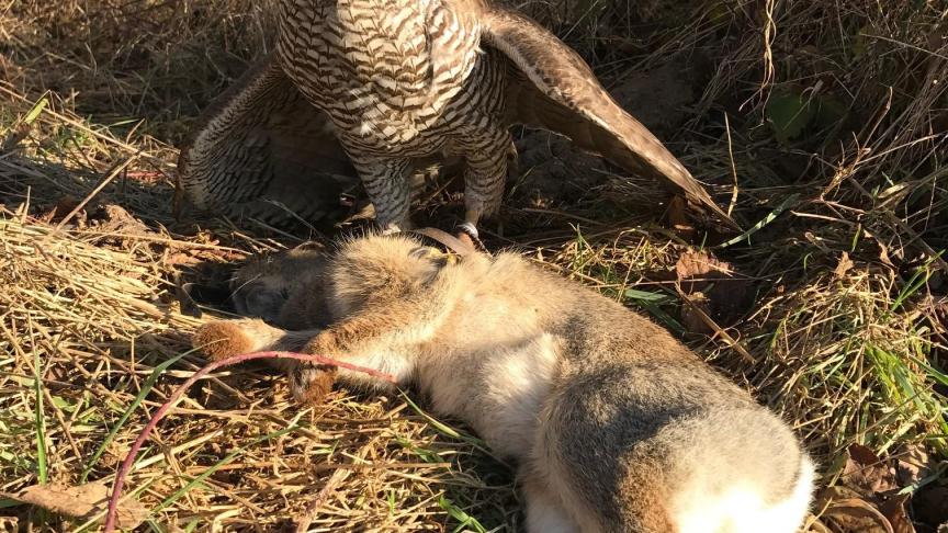 De havik, een roofvogel die  Sébastien weet te waarderen  omwille van zijn explosiviteit.
