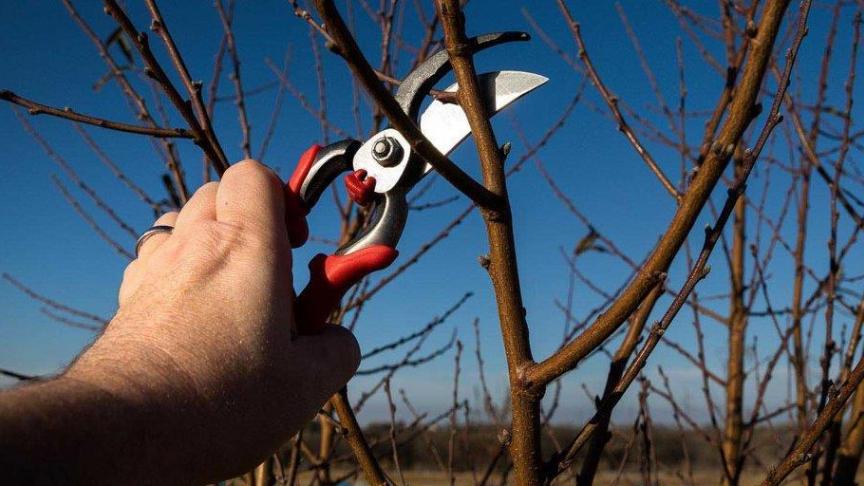 Snoeien doet groeien