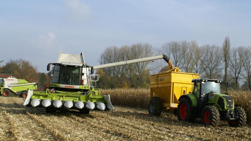 De weersomstandigheden hebben bijgedragen aan de lage mycotoxinecontaminatie van het maïsgraan.