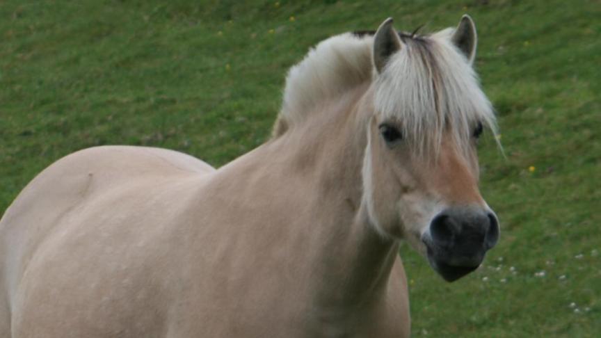 Dorinda d’Ardenne heeft haar stempel gedrukt op de fokkerij d’Ardenne van familie Delahaye uit Wilogne (Houffalize).