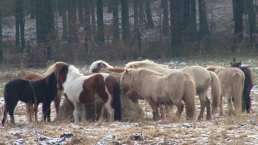 IJslandse paarden van familie Dejaifve-De Coninck uit Maissin in de Belgische Ardennen.