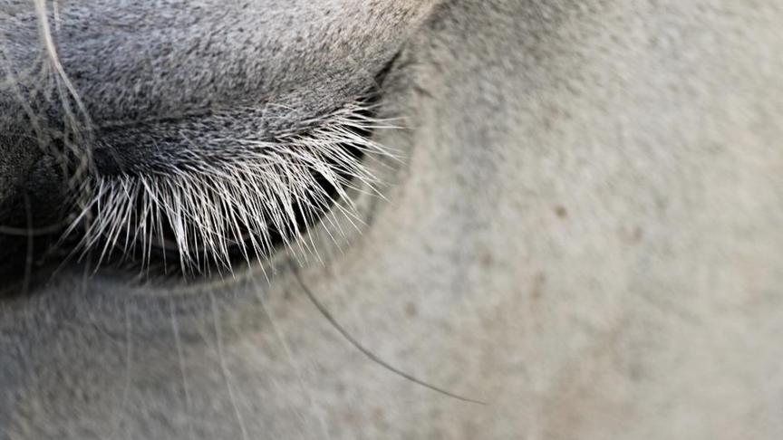 horseoog