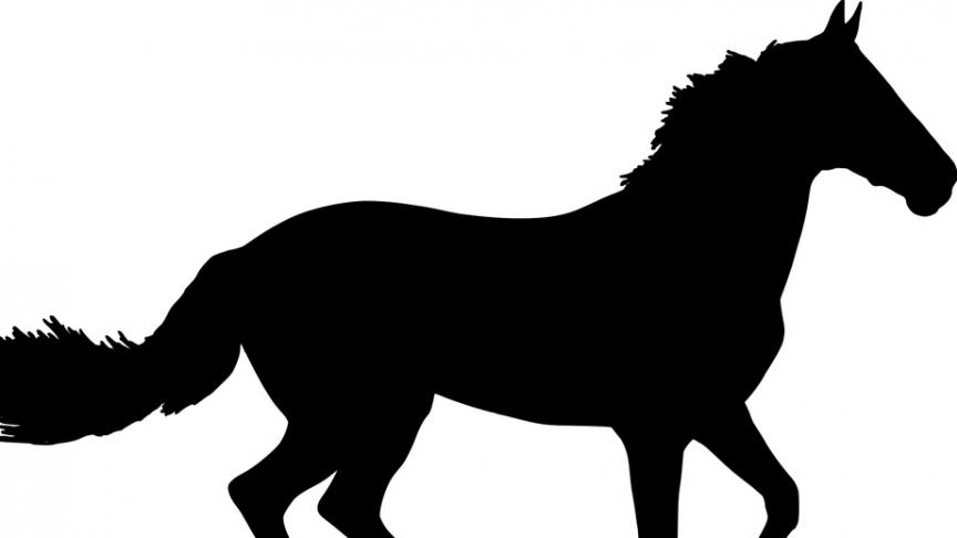 horse-2795105_960_720