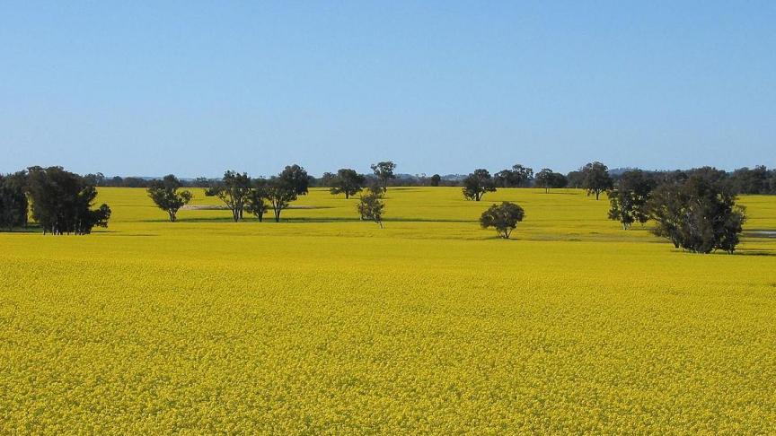 Een Australisch perceel transgeen koolzaad.