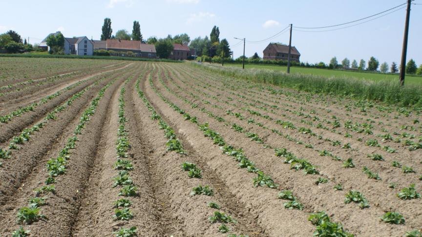 Voor de aardappelsector is de Britse markt zeer belangrijk.