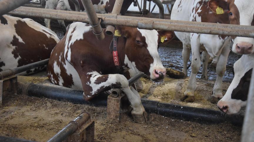De I&R-registratie klopt bij relatief veel veehouders niet.