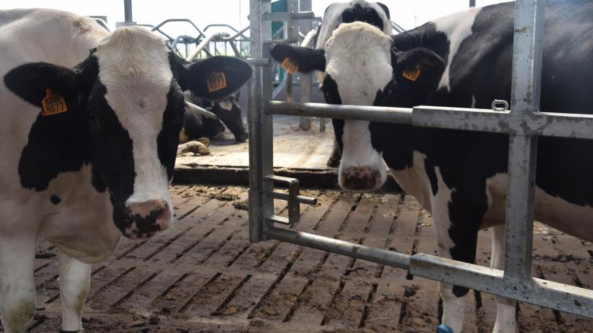 Bonimilch nam de melk af van een kleine 60 boeren.