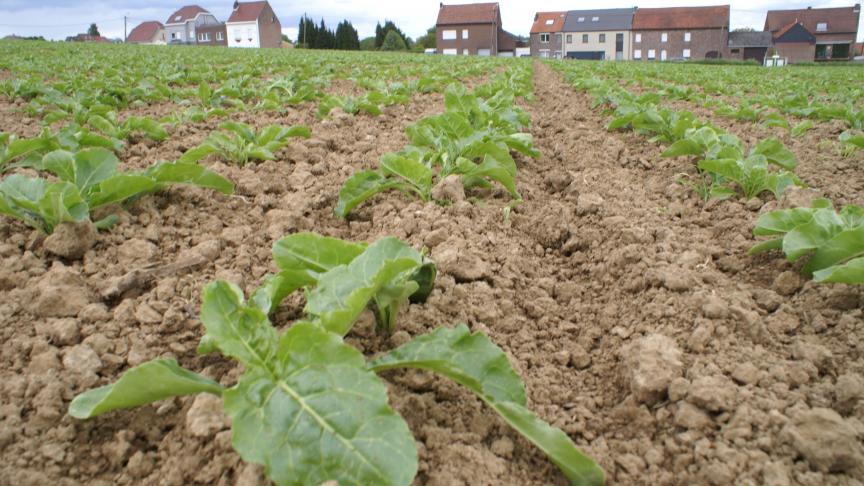 De prijzen voor suiker zijn op de wereldmarkt fors gedaald.