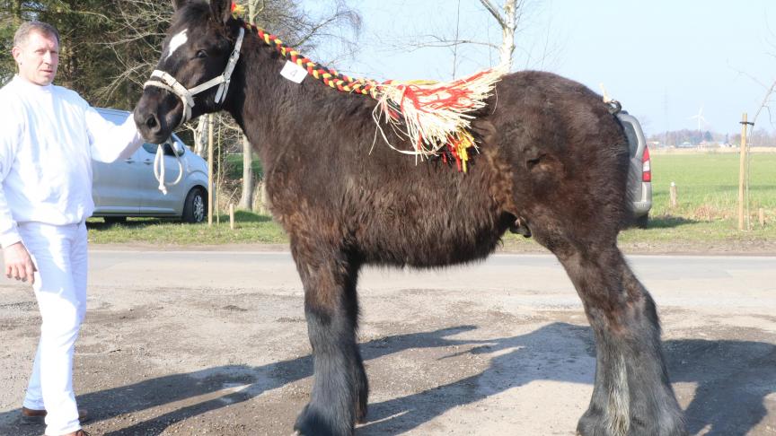 Juul van de Westhoek, eerste prijs bij de hengstveulens geboren in 2017 en tevens kampioen. Eig.: E. Van Nevele–Verwilst, Nevele.