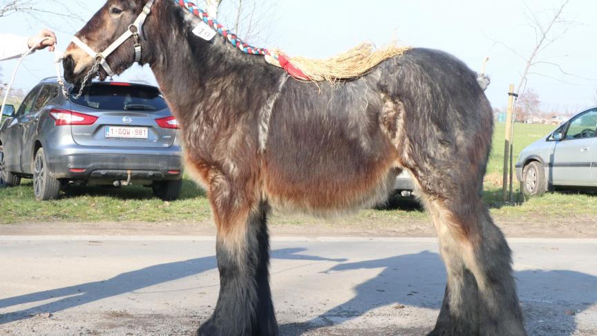 Kelly van Nergena, eerste prijs bij merrie veulens geboren in 2017 tweede reeks. Eig.: W. Van De Zanden, Boxtel (NL).