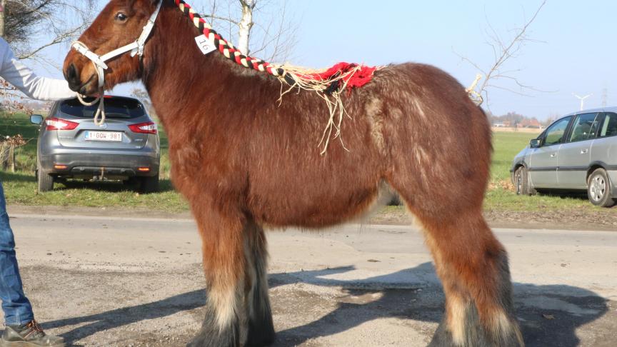 Queen van de Kloosterdreef, eerste prijs bij de merrieveulens geboren in 2017 tweede reeks en tevens reserve-kampioene. Eig.: gebr.Vanheule, Maldegem.