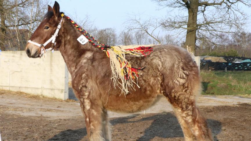 Sofia van de Dooreplas, eerste prijs bij de merrieveulens geboren in 2017 zesde reeks. Eig.: Steven Vlaemynck, Vosselare.
