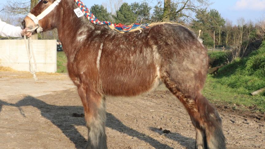 Petronella van de Melewis, eerste prijs bij de merrieveulens geboren in 2017 vijfde reeks en tevens dagkampioene. Eig.: Jan Smits, Gerwen (NL).